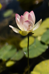 pink water lily