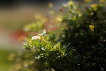 flower