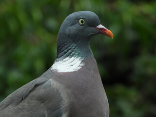 pigeon