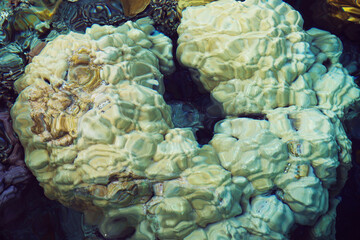Abstract blue clear water background. Beautiful colorful Coral Reef under water of the Red Sea.