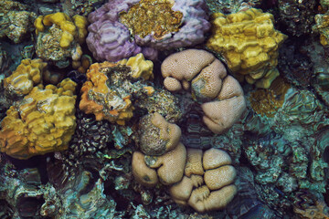 Abstract blurred blue clear water background. Beautiful colorful Coral Reef under water of the Red Sea.