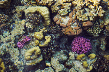 Abstract blurred blue clear water background. Beautiful colorful Coral Reef under water of the Red Sea.