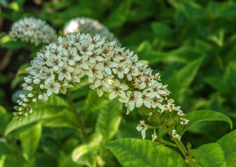 Lysimaque à feuilles de saule en fleur à Mane, Alpes-de-Haute-Provence, France