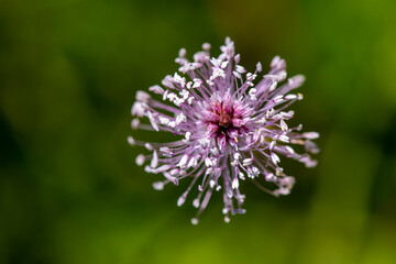 Plantago media flower in meadow, close up shoot	