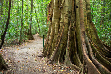 Rainforest walk at Mary Cairncross scenic reserve in Sunshine Coast
