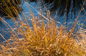 colorful tuft of grass against moor pond