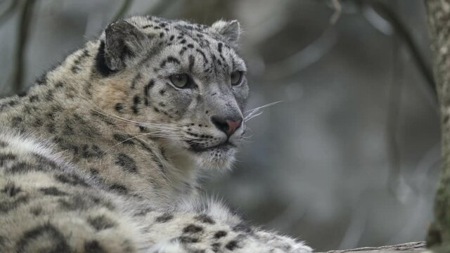 Snow leopard - Irbis (Panthera uncia).