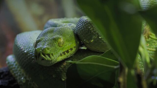 Green tree python (Morelia viridis) close-up. Portrait art.