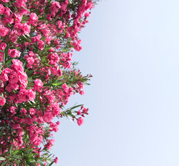Close up pink oleander flowers with green leaves