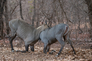 Beautiful and biggest asian antelope nilgai male fighting in the nature habitat. Big males fight. Indian wildlife. Blue bull mating time.