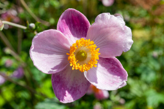 Anemone x Hybrida 'Margarete' a summer autumn fall flowering plant with a pink summertime flower commonly known as Japanese anemone, stock photo image
