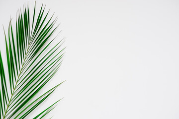 Cosmetics product advertising backdrop. white background with palm leaves and rose. Background with green palm leaves.
