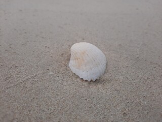 seashell on the beach