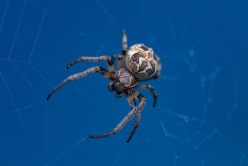 spider on a web