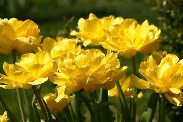 Fototapeta premium Sunny spring day. A large number of yellow terry tulips create very bright color spot.