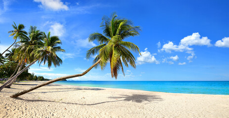 Tropical sandy beach with leaning coconut palm tree and blue sky background.
