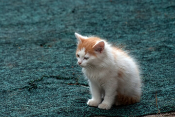 white with red spots kitten in the village