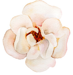 Cream  Watercolor flower isolated on white. Botanic element for greeting cards