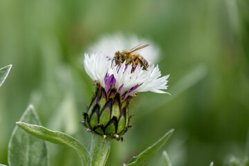 flockenblume