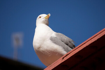 seagull on the roof