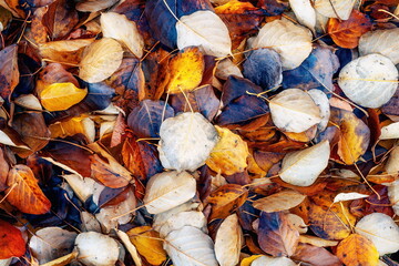 Background group autumn leaves. Outdoor.