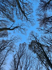 Woodland sky view in the winter