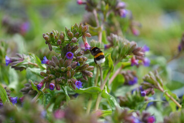 Geflecktes Lungenkraut mit Insekt