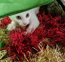 Little white kitten looking out from playing in some tinsel