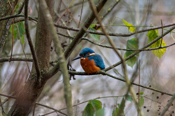 A common Eurasian kingfisher, Alcedo atthis perched by a pond.