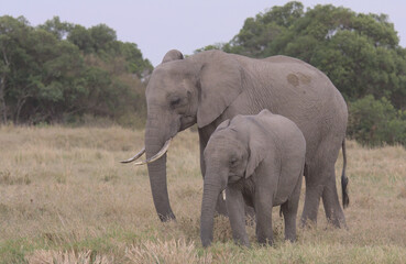 young african elephant standing with mother and grazing peacefully in the wild plains of the masai mara, kenya