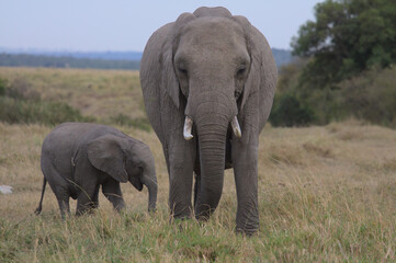 Fototapeta na wymiar mother and baby african elephant eating grass in the wild savannah of the masai mara, kenya