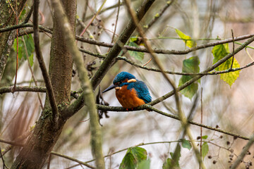 A common Eurasian kingfisher, Alcedo atthis perched by a pond.