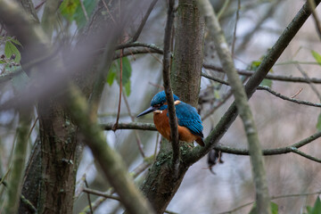 A common Eurasian kingfisher, Alcedo atthis perched by a pond.