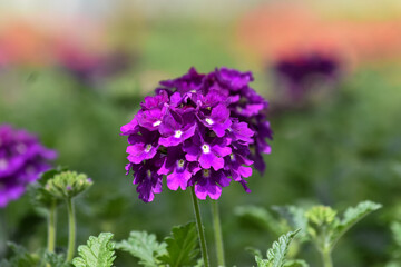 Obraz premium Verbene Blüte