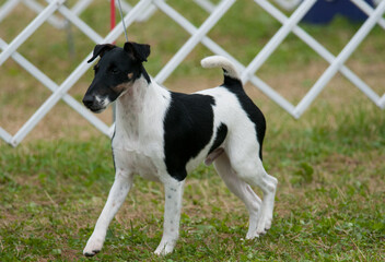 Smooth Fox Terrier in dog show ring in NY