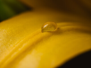 Water droplet on a flower
