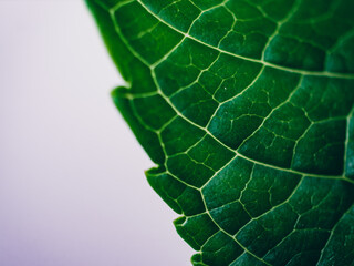 Close up photo of a leaf