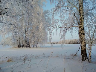 Early winter morning in the forest.