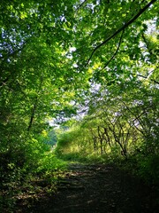 Fototapeta premium Sommerabend auf dem Sand bei Wolfsburg Unkeroda, Licht flutet den Wald