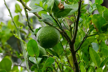 Green lemon tree in the garden with daylight.