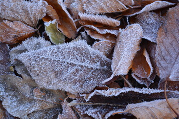 United Kingdom autumn leaves are covered in frost, close up in the morning sun.