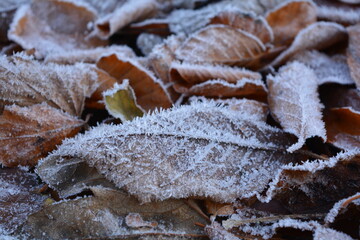 United Kingdom autumn leaves are covered in frost, close up in the morning sun.