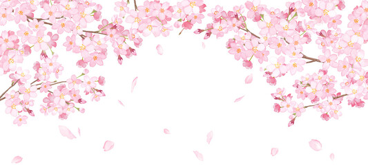 Obraz na płótnie Canvas 桜と散る花びらのアーチ型フレーム。水彩イラスト。ワイドサイズの背景。 