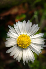 Fototapeta premium white daisy flower