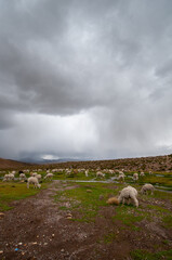 Fototapeta premium Llamas and storm