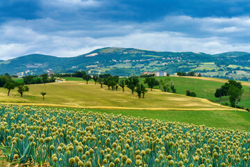 Rural landscape near Cingoli and Appignano, Marche, Italy