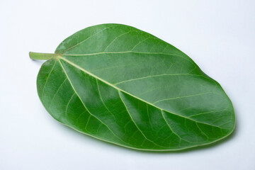 Leaf of Banyan tree, Ficus microcarpa, Satara, Maharashtra, India. The root, bark and leaf latex...