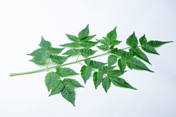 Leafs of Chinaberry tree or pride of India, Melia azedarach, Satara, Maharashtra, India. Leaves have been used as a natural insecticide