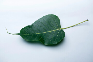 Leaf of bodhi tree, Ficus religiosa, Satara, Maharashtra, India. Leaves used for skin diseases in...