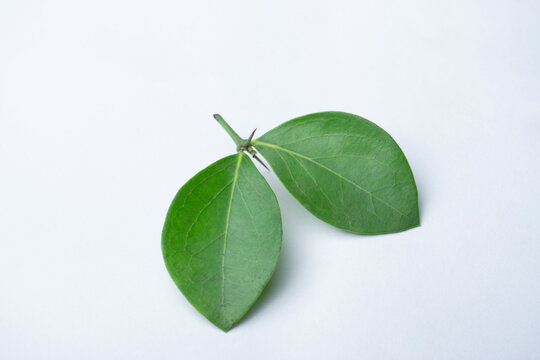 Leaf of Carissa spinarum the conkerberry or bush plum, Satara, Maharashtra, India. In India, it is also called wild karanda /wild karavanda